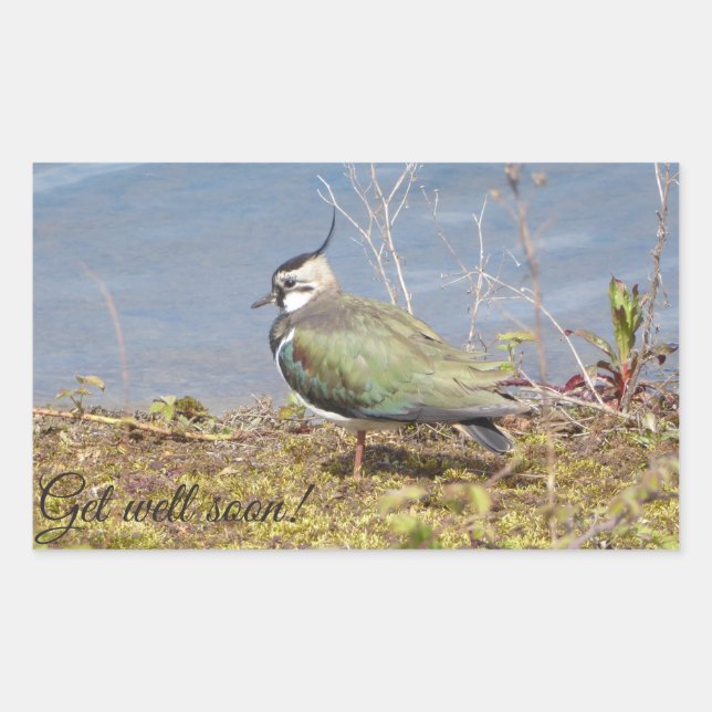 Lapwing female rectangular sticker (Front)
