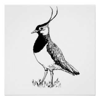 Lapwing Monochrome Print