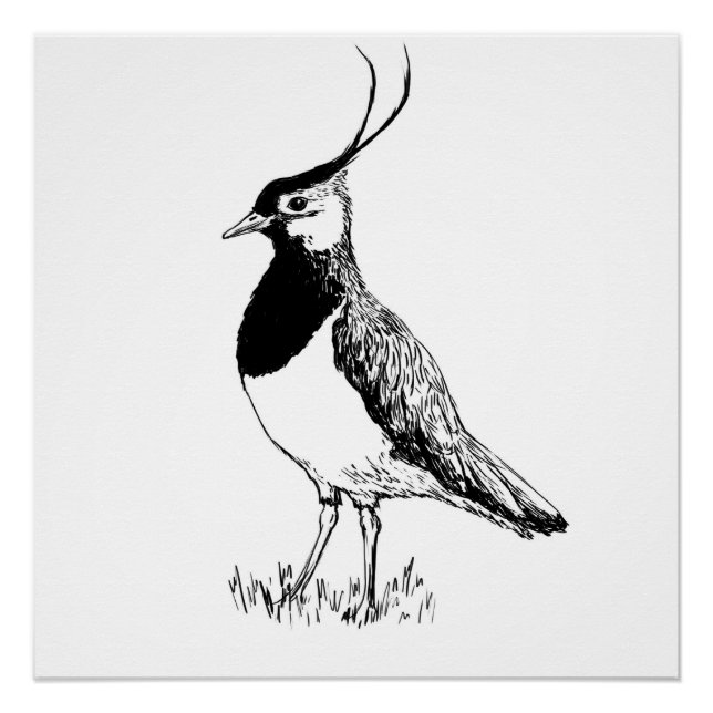 Lapwing Monochrome Print (Front)