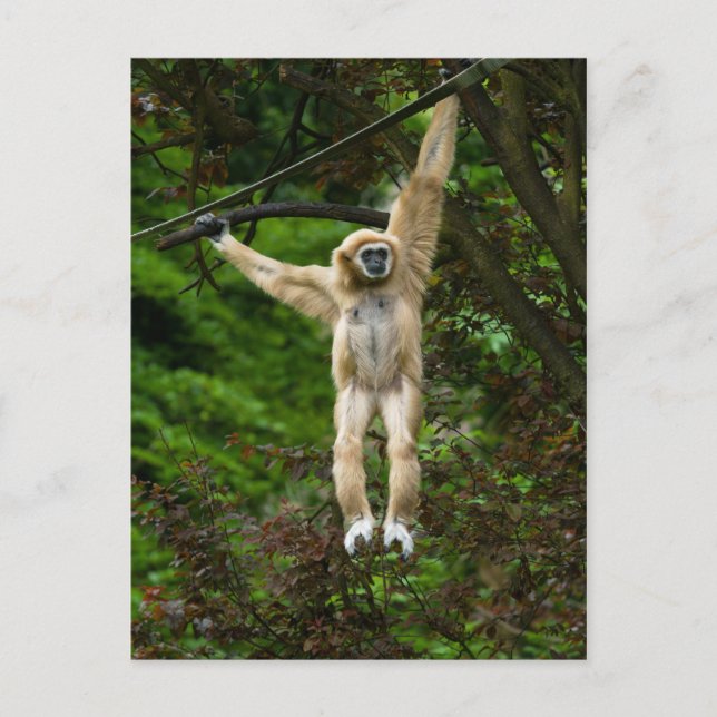 Lar Gibbon Hanging From The Tree Poster Postcard (Front)