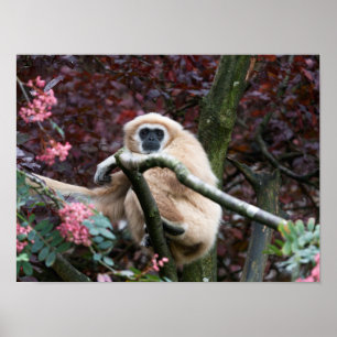 Lar Gibbon's Scarlet Retreat Poster