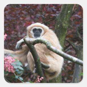 Lar Gibbon's Scarlet Retreat Square Sticker