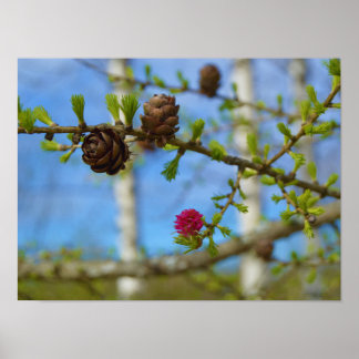 Larch blossoms poster