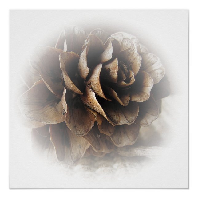 Larch Cone Poster (Front)