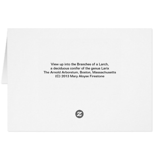 Larch Tree (Back Horizontal)