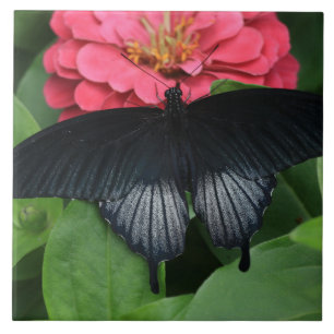 Large (6" X 6") Ceramic Photo Tile/Butterfly Tile