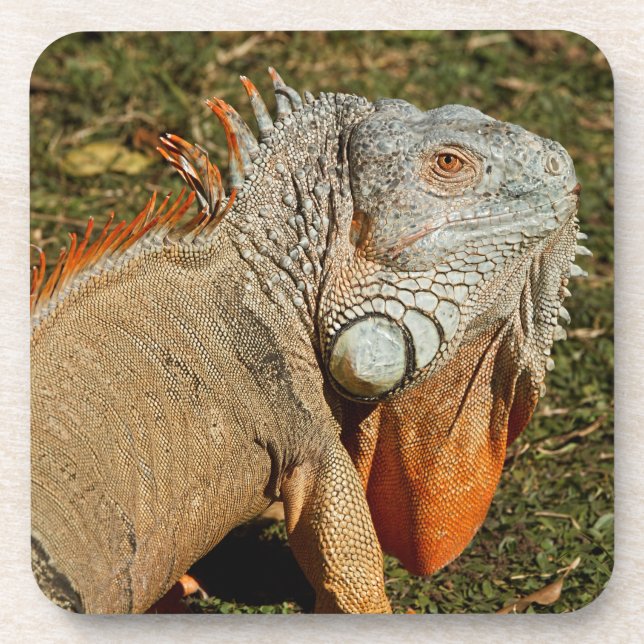 Large Adult Green Iguana Lizard in the Grass Coaster (Front)