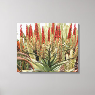 Large aloe in bloom canvas print
