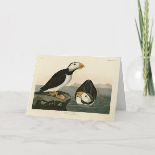 Large billed Puffin - Audubon's Birds of America Card