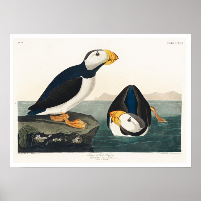 Large billed Puffin by Audubon Poster (Front)