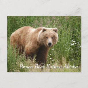Large Brown Bear Katmai Alaska Postcard