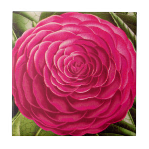 Large Camellia Blossom, Fuchsia Pink Ceramic Tile