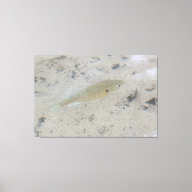 Large Canvas Fish Art Print (Front)