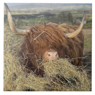 Large Ceramic Tile Funny Scottish Highland Cow!