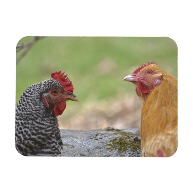 Large Chicken Magnet (Horizontal)
