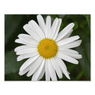 Large Daisy  Photo Print