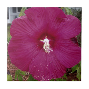 large dark red Hibiscus Ceramic Tile