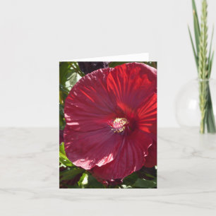 LARGE DEEP RED HIBISCUS,CLOSE-UP/NOTECARD, BLANK CARD