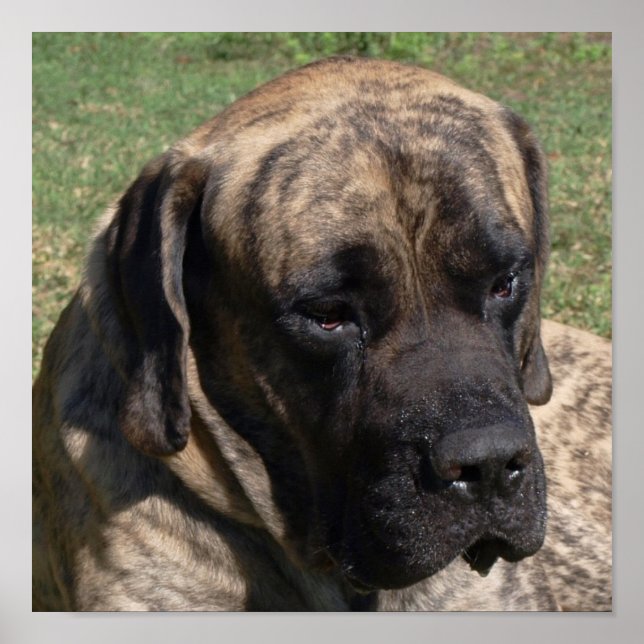 Large Dog Head Portrait English Mastiff Poster (Front)