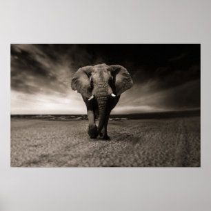 Large Elephant Poster Print