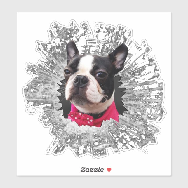 Large Female Boston Terrier smashed window sticker (Sheet)