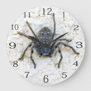 Large Female Huntsman Spider, Clock