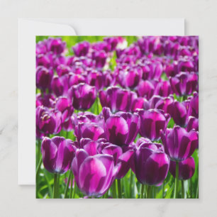 Large field of purple tulips 