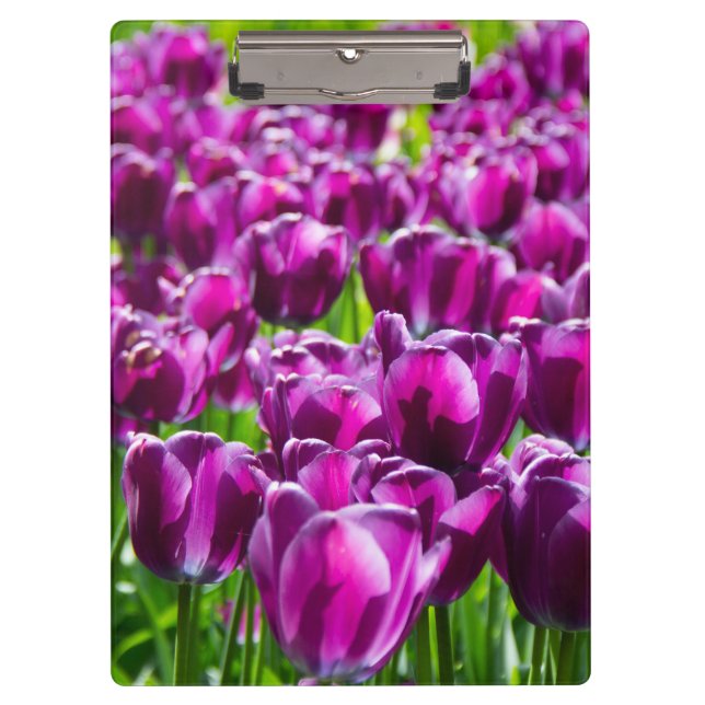 Large field of purple tulips    clipboard (Front)