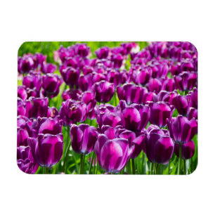 Large field of purple tulips magnet