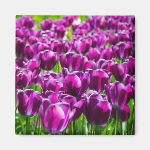 Large field of purple tulips magnet