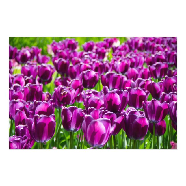 Large field of purple tulips  photo print (Front)