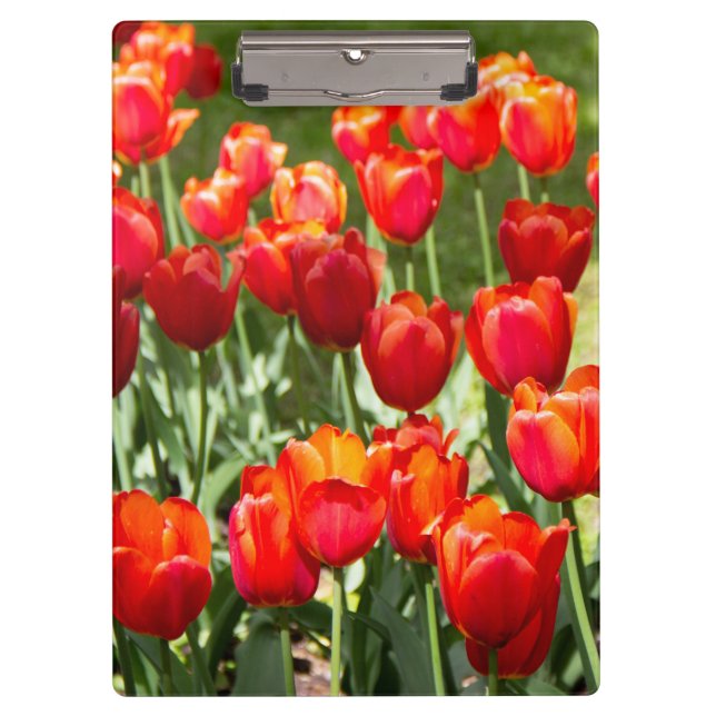 Large field of red tulips   clipboard (Front)