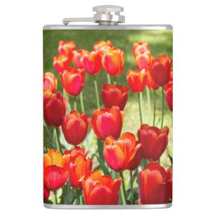 Large field of red tulips  hip flask
