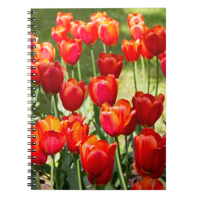 Large field of red tulips    notebook (Front)