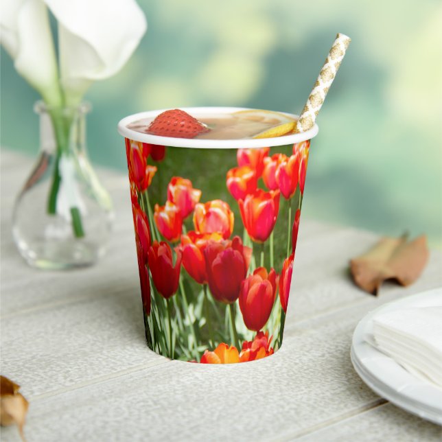 Large field of red tulips    paper cups (Insitu)