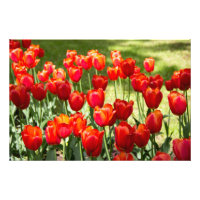 Large field of red tulips
