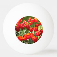 Large field of red tulips