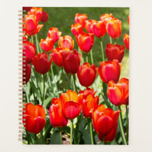 Large field of red tulips planner
