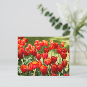 Large field of red tulips postcard