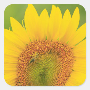 Large field of sunflowers near Moses Lake, WA 1 Square Sticker