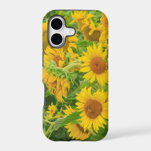 Large field of sunflowers near Moses Lake, WA 2