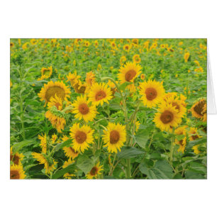 Large field of sunflowers near Moses Lake, WA 2