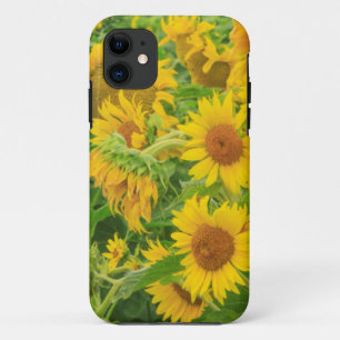 Large field of sunflowers near Moses Lake, WA 2 iPhone 11 Case