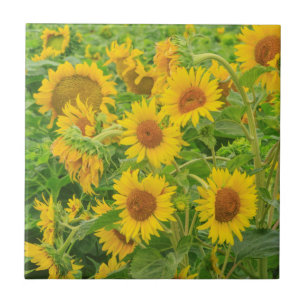 Large field of sunflowers near Moses Lake, WA 2 Ceramic Tile