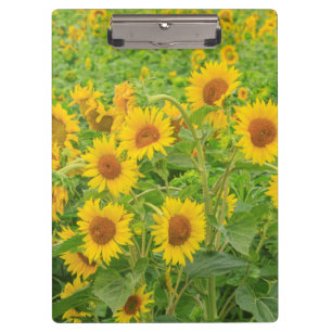 Large field of sunflowers near Moses Lake, WA 2 Clipboard