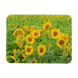 Large field of sunflowers near Moses Lake, WA 2 Magnet