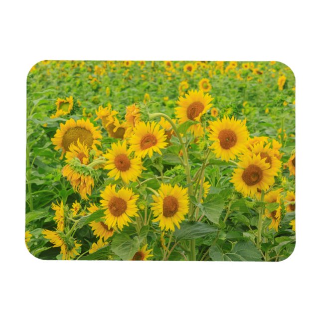 Large field of sunflowers near Moses Lake, WA 2 Magnet (Horizontal)