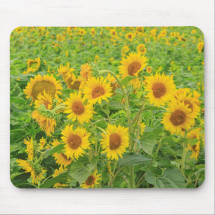 Large field of sunflowers near Moses Lake, WA 2 Mouse Pad