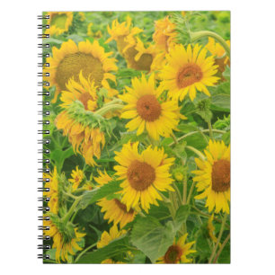 Large field of sunflowers near Moses Lake, WA 2 Notebook