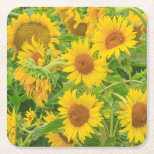Large field of sunflowers near Moses Lake, WA 2 Square Paper Coaster
